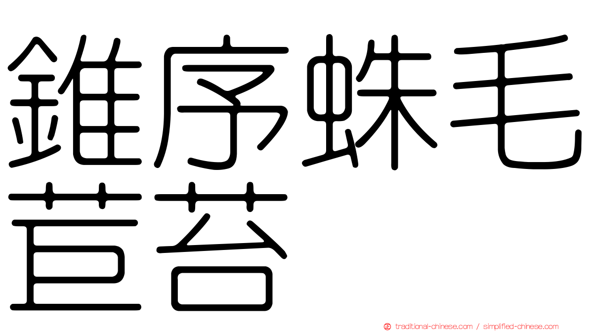 錐序蛛毛苣苔