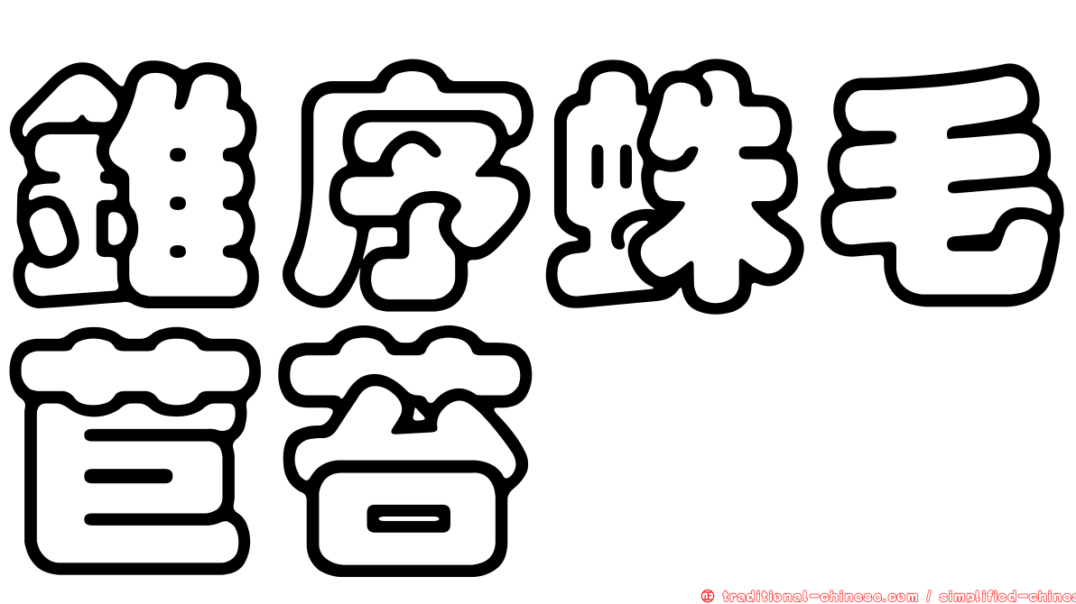 錐序蛛毛苣苔