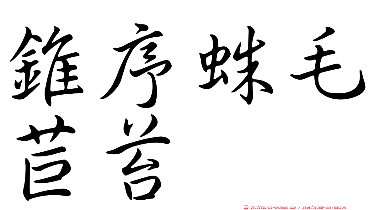 錐序蛛毛苣苔