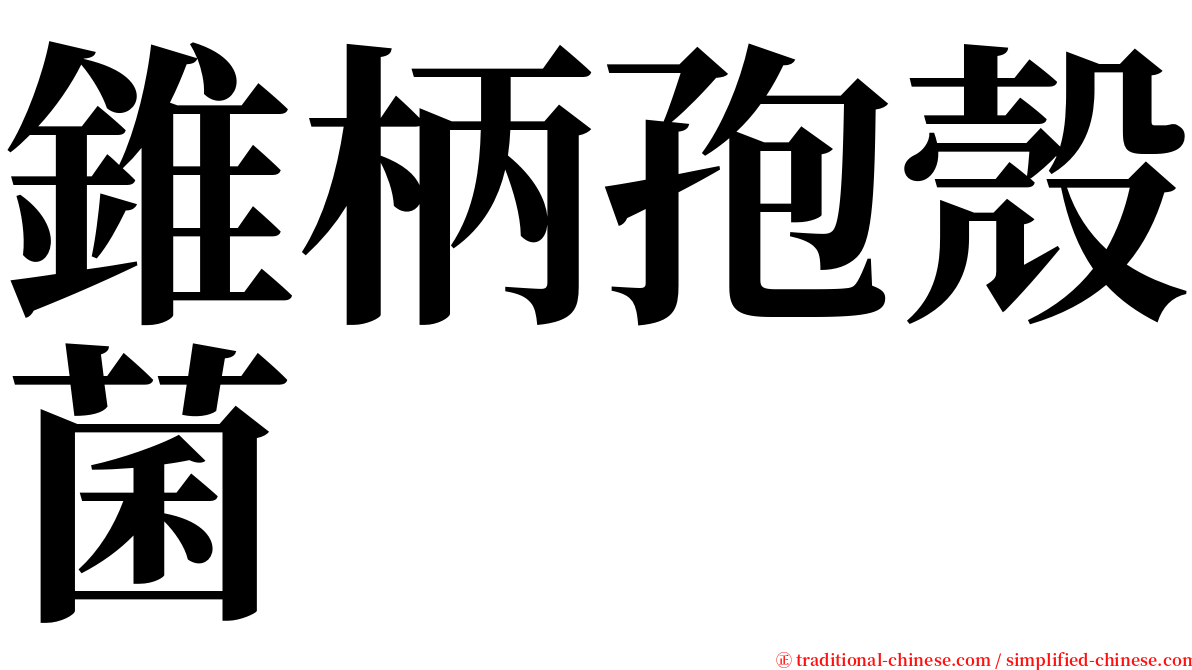 錐柄孢殼菌 serif font