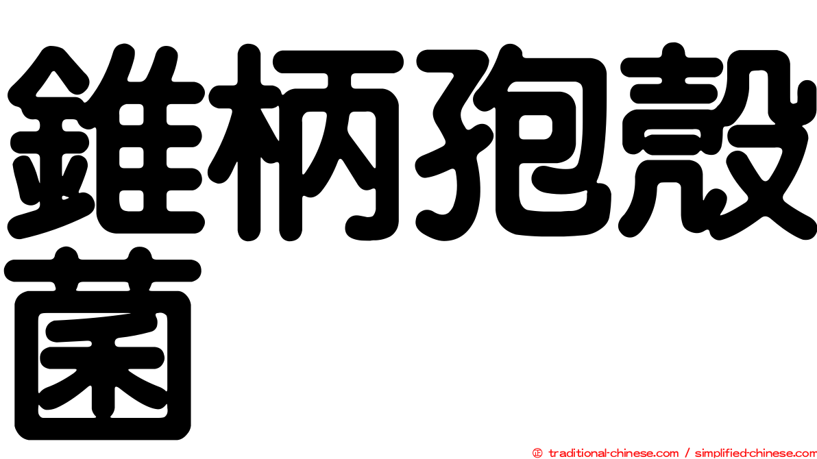 錐柄孢殼菌