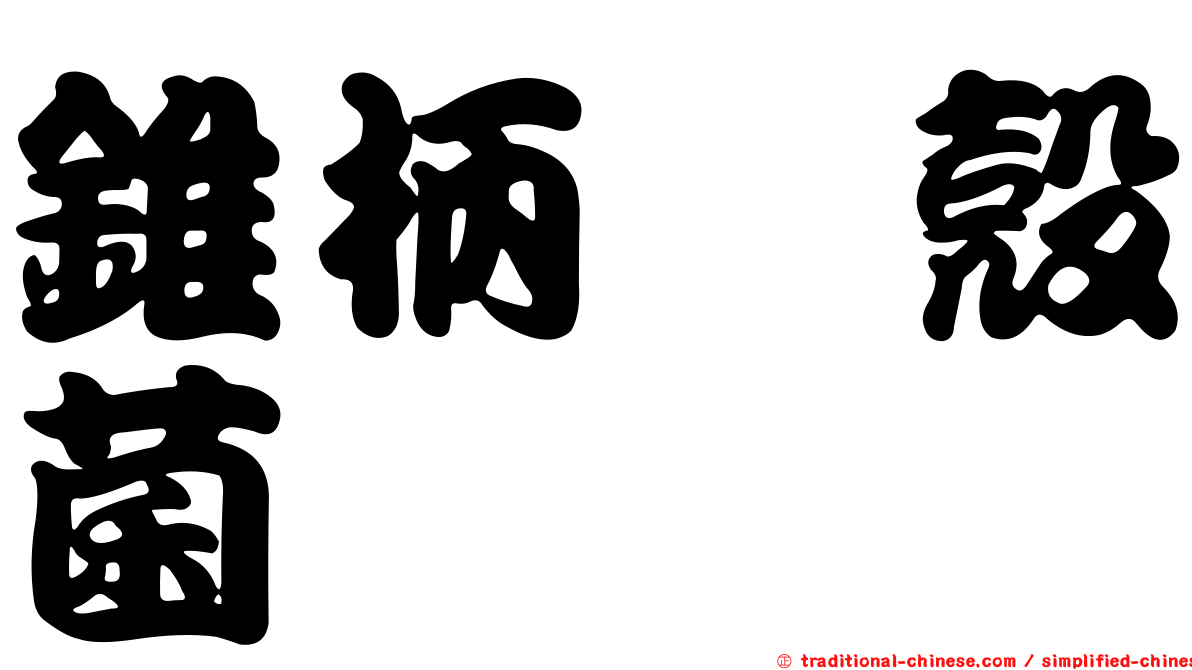 錐柄孢殼菌