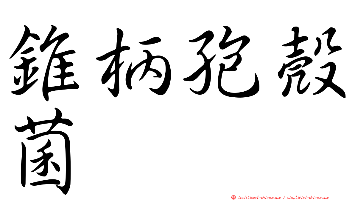錐柄孢殼菌