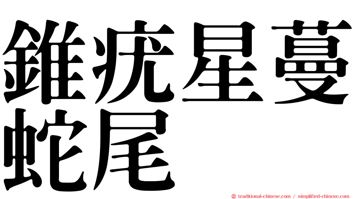 錐疣星蔓蛇尾