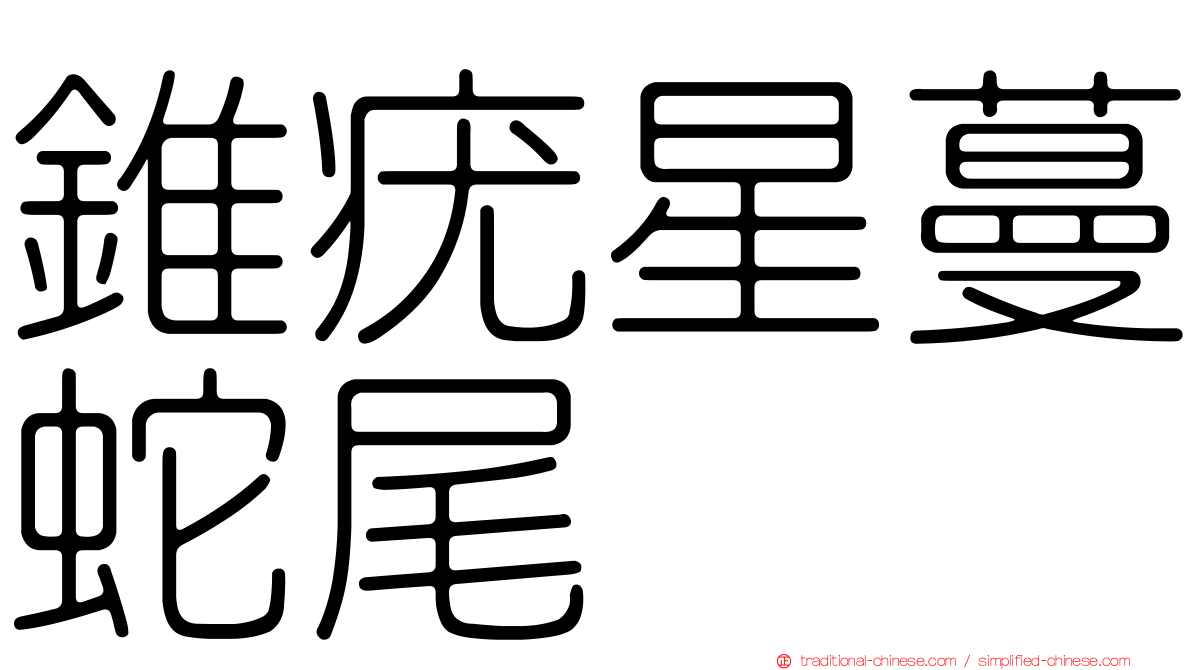 錐疣星蔓蛇尾