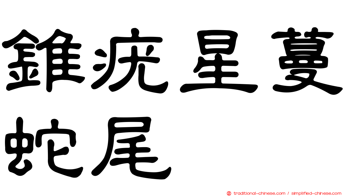 錐疣星蔓蛇尾