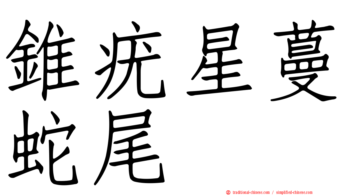 錐疣星蔓蛇尾