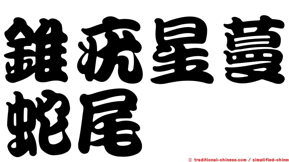 錐疣星蔓蛇尾