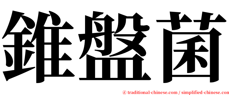 錐盤菌 serif font