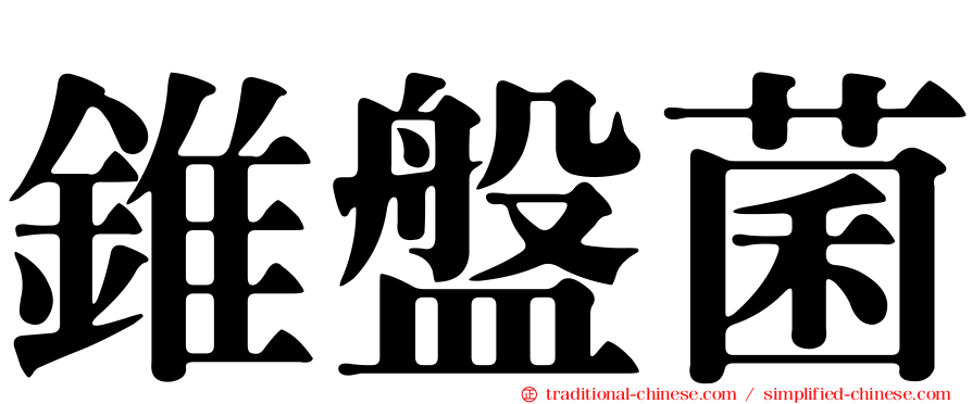 錐盤菌