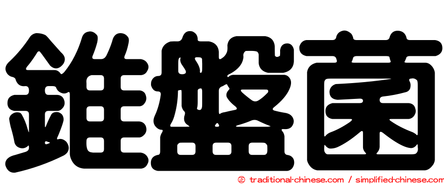 錐盤菌