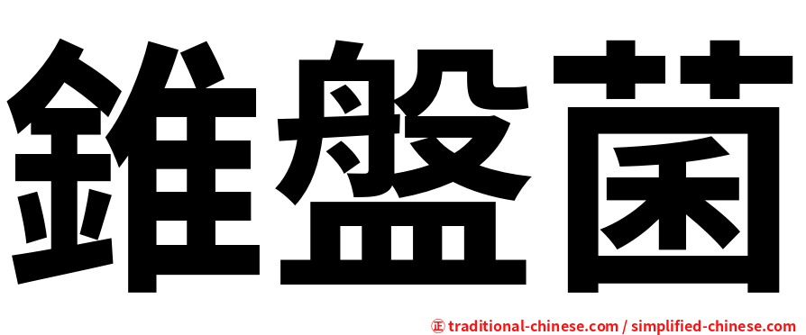 錐盤菌