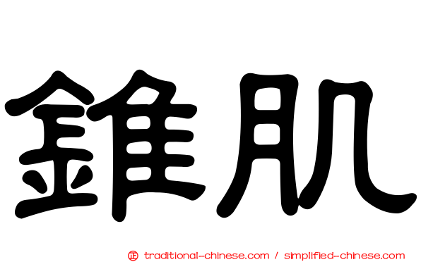 錐肌