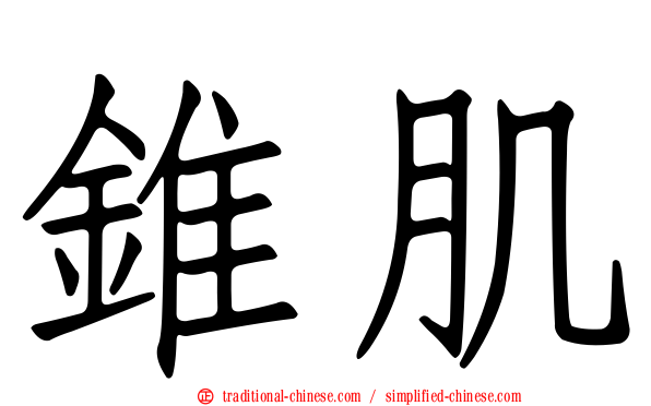 錐肌