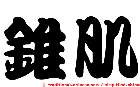錐肌