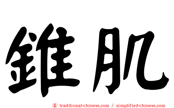 錐肌