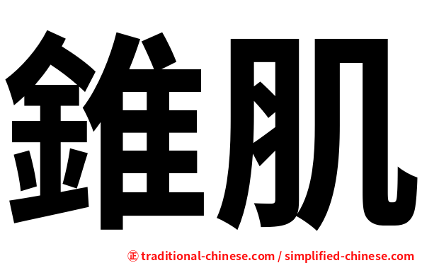 錐肌