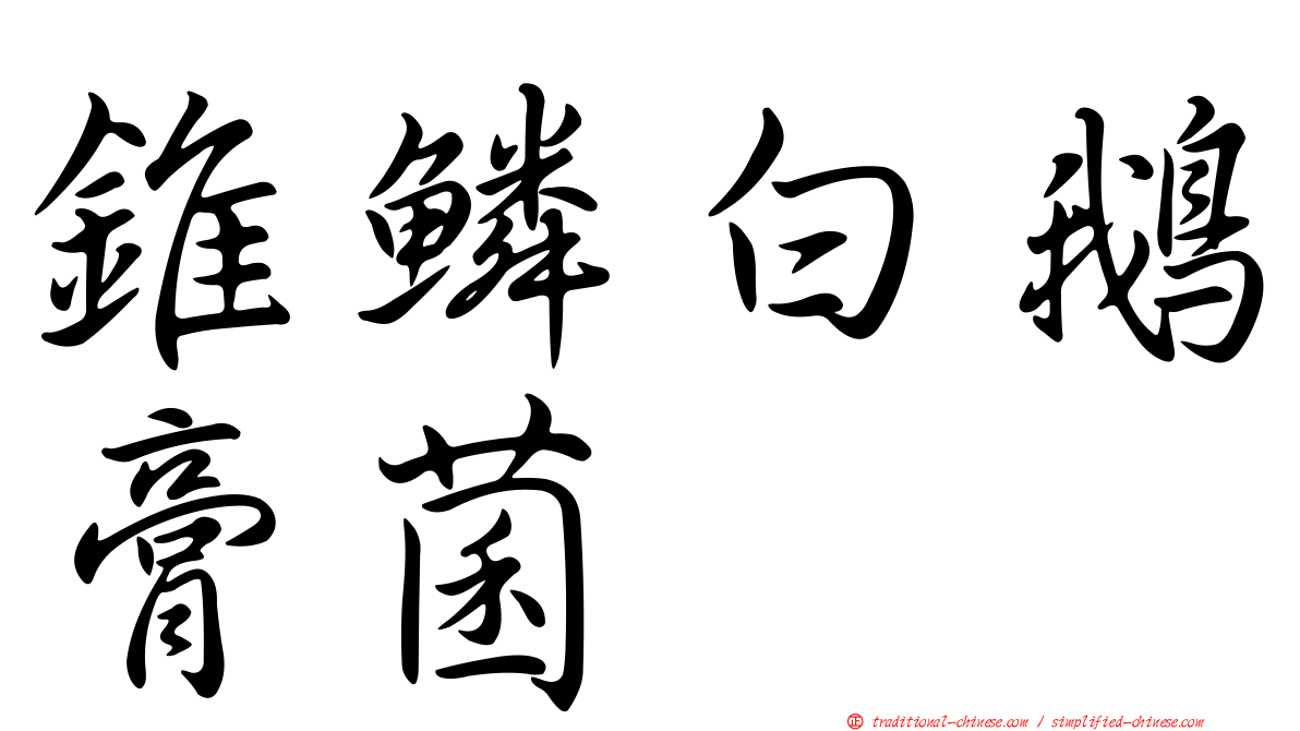 錐鱗白鵝膏菌
