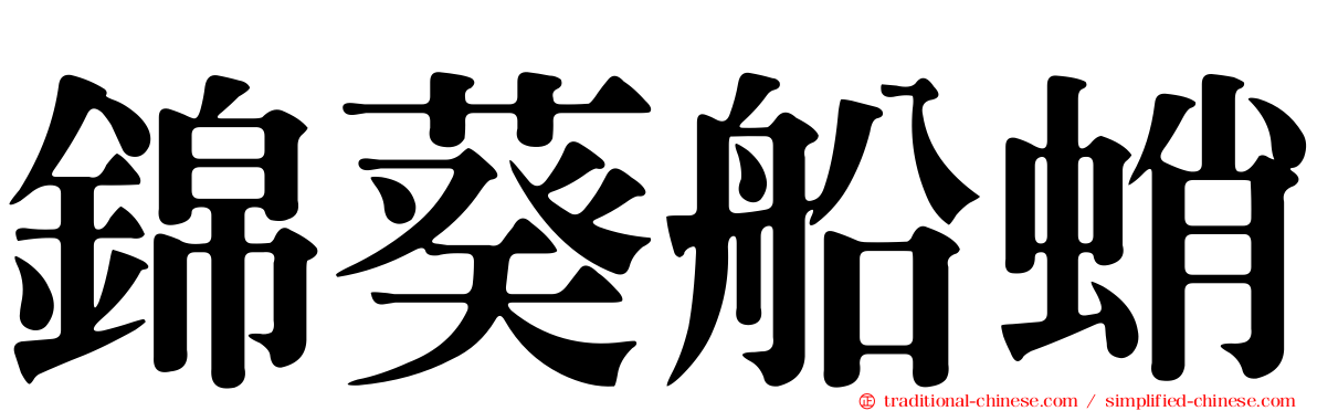錦葵船蛸