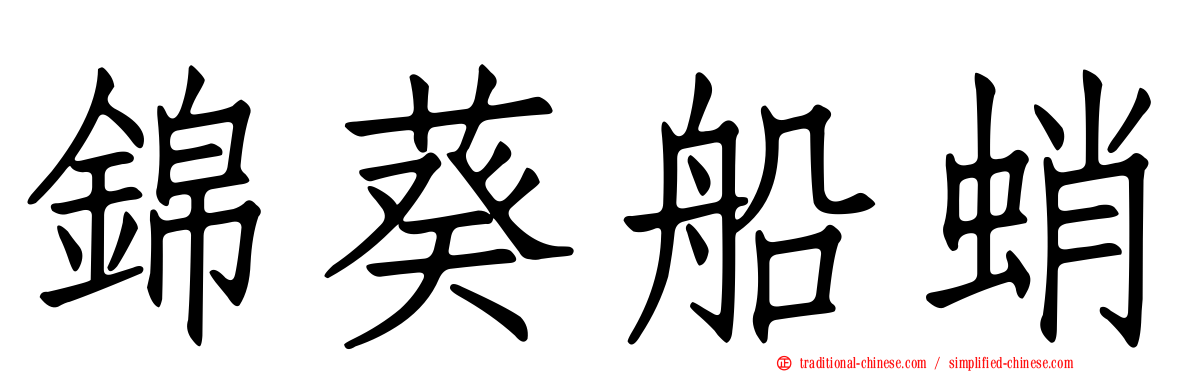錦葵船蛸