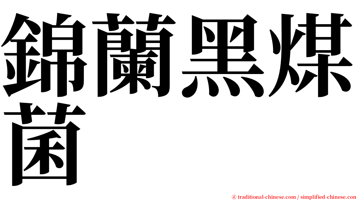 錦蘭黑煤菌 serif font
