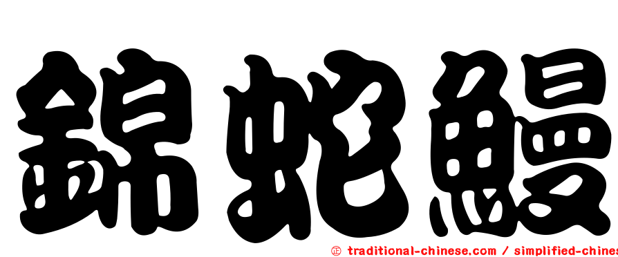 錦蛇鰻