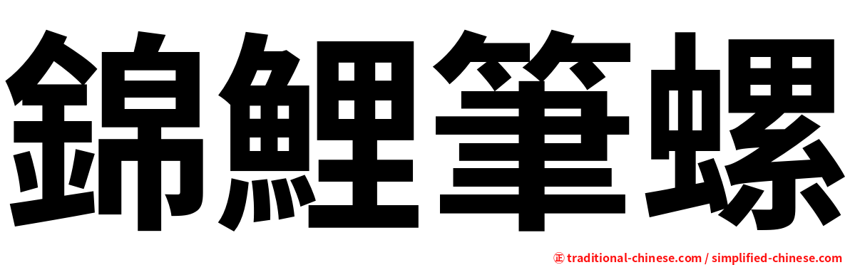 錦鯉筆螺