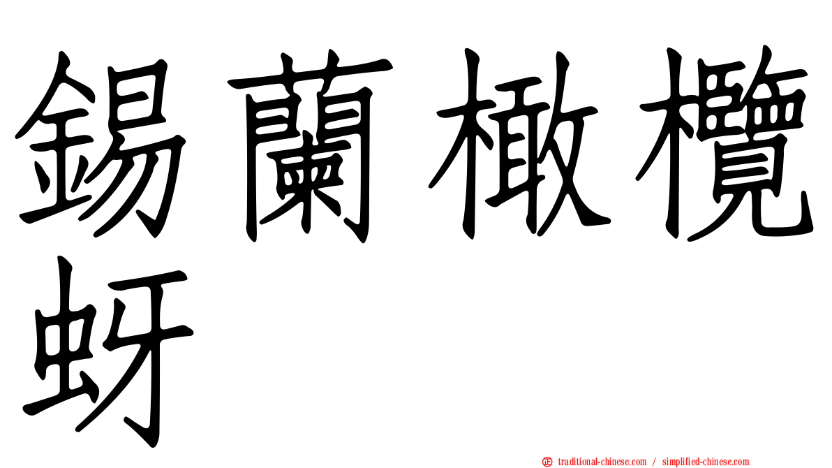 錫蘭橄欖蚜