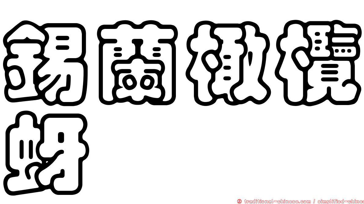 錫蘭橄欖蚜