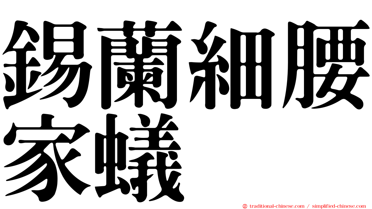 錫蘭細腰家蟻