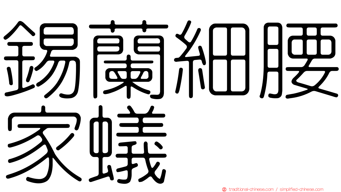 錫蘭細腰家蟻