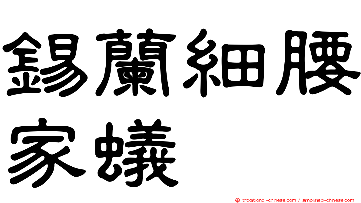 錫蘭細腰家蟻