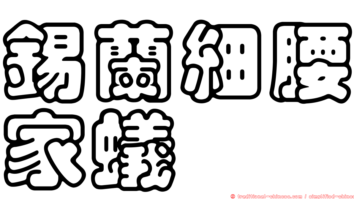 錫蘭細腰家蟻