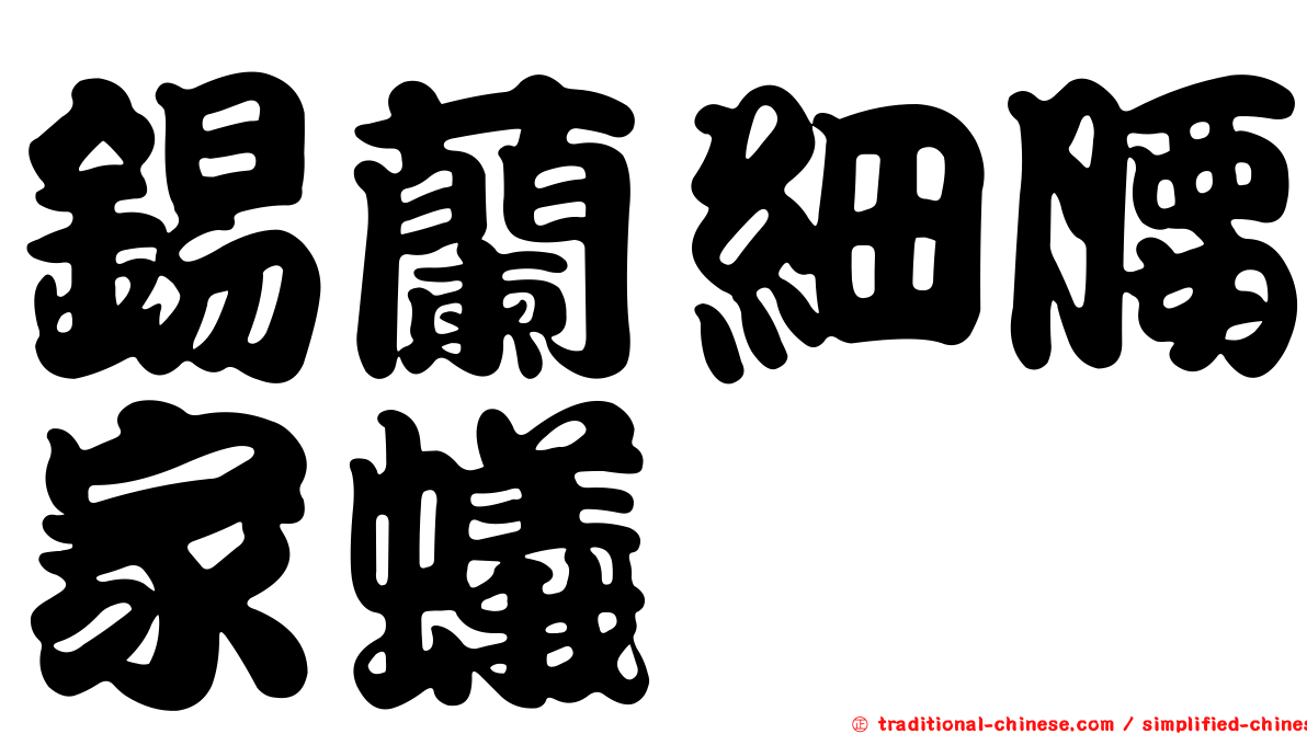錫蘭細腰家蟻