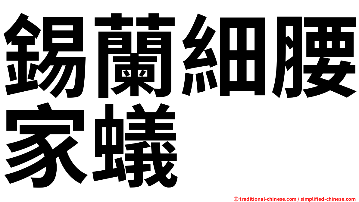 錫蘭細腰家蟻
