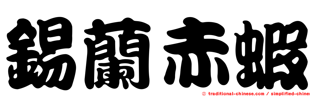 錫蘭赤蝦