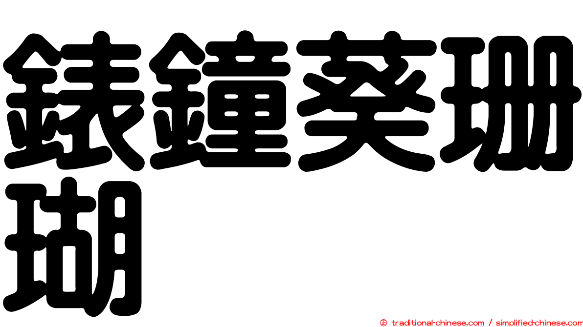 錶鐘葵珊瑚
