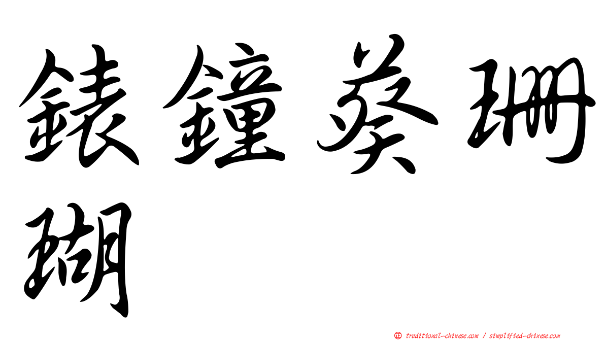 錶鐘葵珊瑚