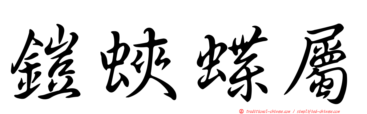 鎧蛺蝶屬