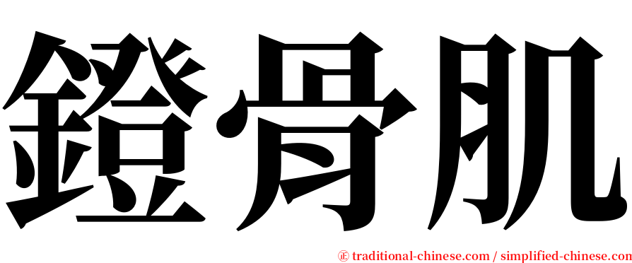 鐙骨肌 serif font