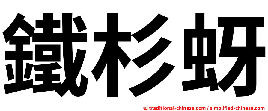 鐵杉蚜