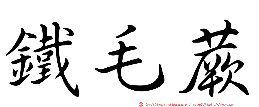 鐵毛蕨