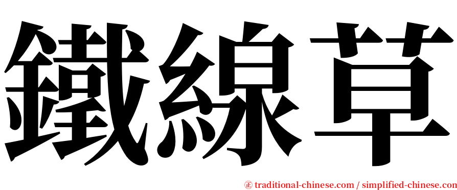 鐵線草 serif font