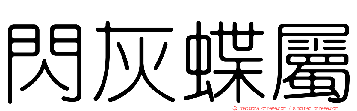 閃灰蝶屬