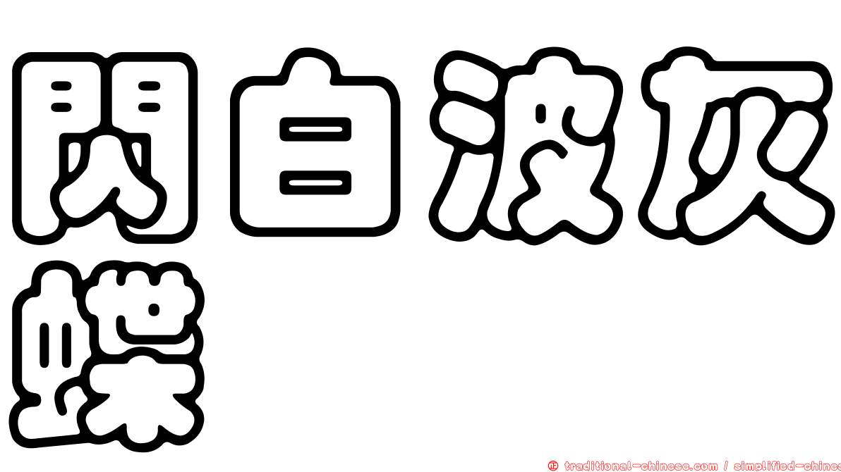 閃白波灰蝶