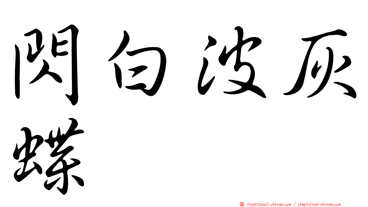 閃白波灰蝶