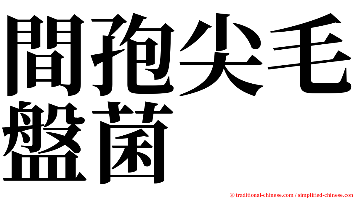 間孢尖毛盤菌 serif font