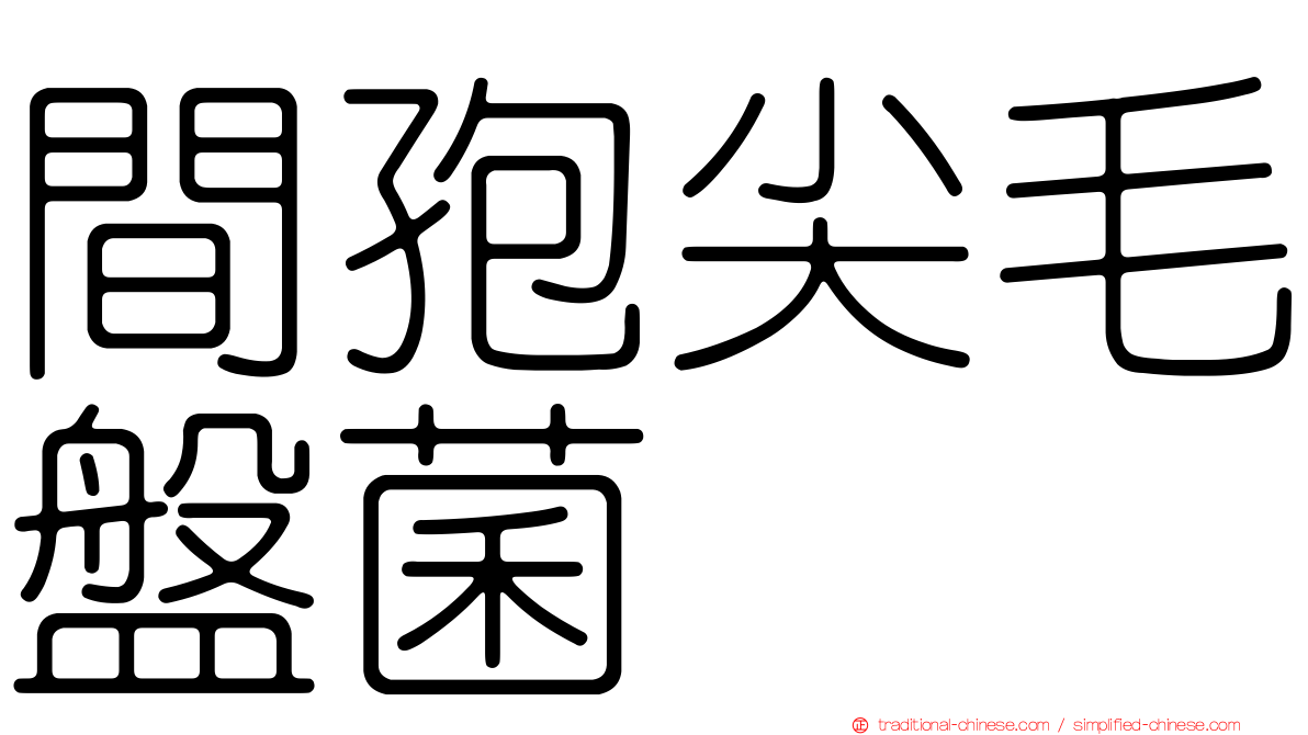 間孢尖毛盤菌
