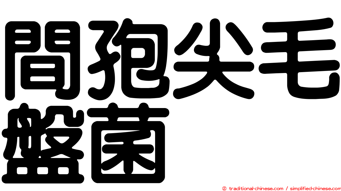 間孢尖毛盤菌