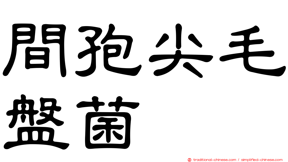 間孢尖毛盤菌